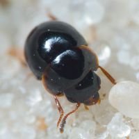 Agathidium