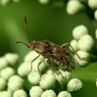 Stictopleurus punctatonervosus
