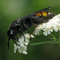 Scolia hirta