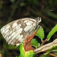 Melanargia galathea