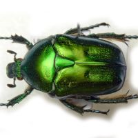Protaetia affinis