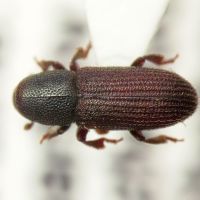 Hylastes brunneus