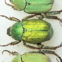 Hoplia