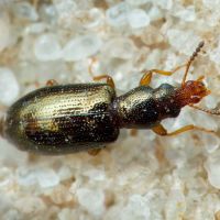 Salpingus planirostris