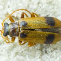 Phyllobrotica quadrimaculata