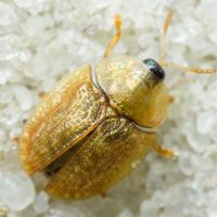 Hypocassida cornea