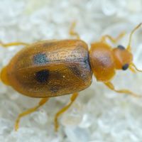 Coccidula scutellata