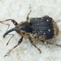 Grypus equiseti