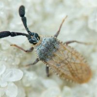 Copium teucrii