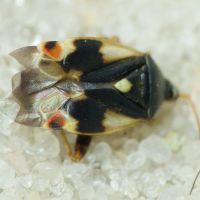 Polymerus (Poeciloscytus) unifasciatus