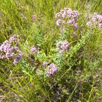 Origanum vulgare