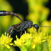 Gasteruption assectator