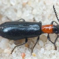 Tillus elongatus