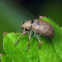 Sciaphilus asperatus
