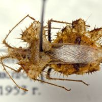 Phyllomorpha laciniata