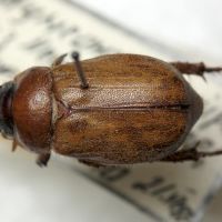 Adoretus nigrifrons