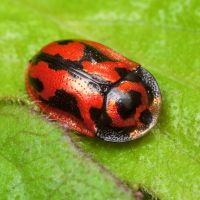 Pilemostoma fastuosa