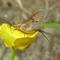 Ephemeroptera