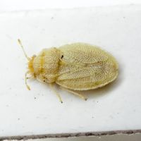 Parapiesma atriplicis