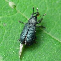 Magdalis (Magdalis) duplicata
