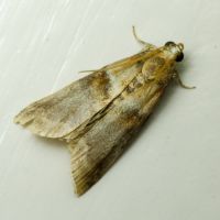 Acrobasis repandana