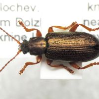 Plateumaris rustica