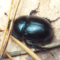 Anoplotrupes stercorosus