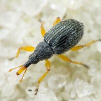 Pseudapion fulvirostre
