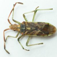 Gonocerus juniperi