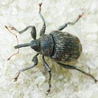 Mogulones abbreviatulus