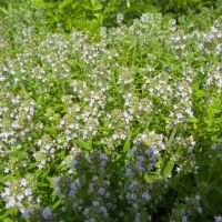 Thymus