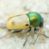 Cryptocephalus (Cryptocephalus) laetus