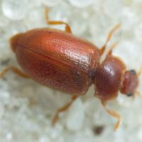 Coccidula rufa