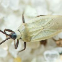Catoplatus nigriceps