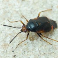 Deraeocoris ruber