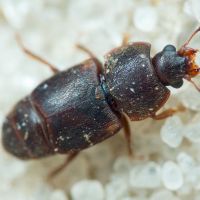Carpophilus (Carpophilus) lugubris