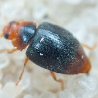 Scymnus