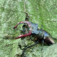 Lucanus cervus