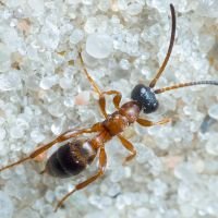 Hymenoptera