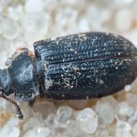 Grynocharis oblonga