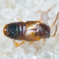 Staphylinidae
