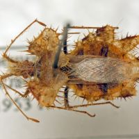 Phyllomorpha laciniata