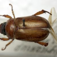 Adoretus nigrifrons