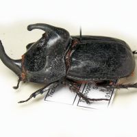 Trichogomphus bronchus