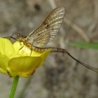 Ephemeroptera