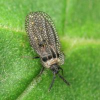 Kalama tricornis