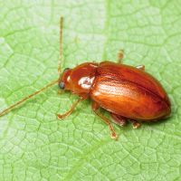 Neocrepidodera transversa