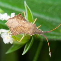 Syromastus rhombeus
