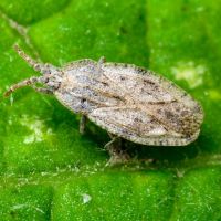 Tingis (Tingis) crispata