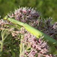 Mantis religiosa